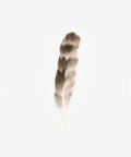 Gigi Pip Natural Grey Chinchilla Hat Feather