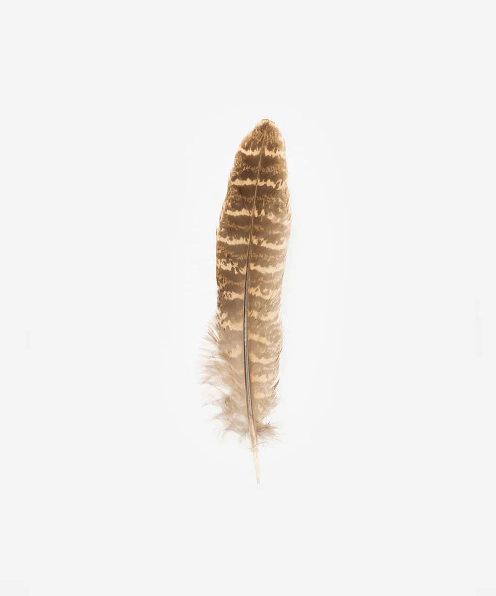 Gigi Pip Greater Prairie Chicken Hat Feather